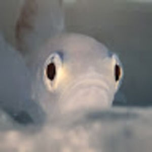 Meet your Posher, Allisa